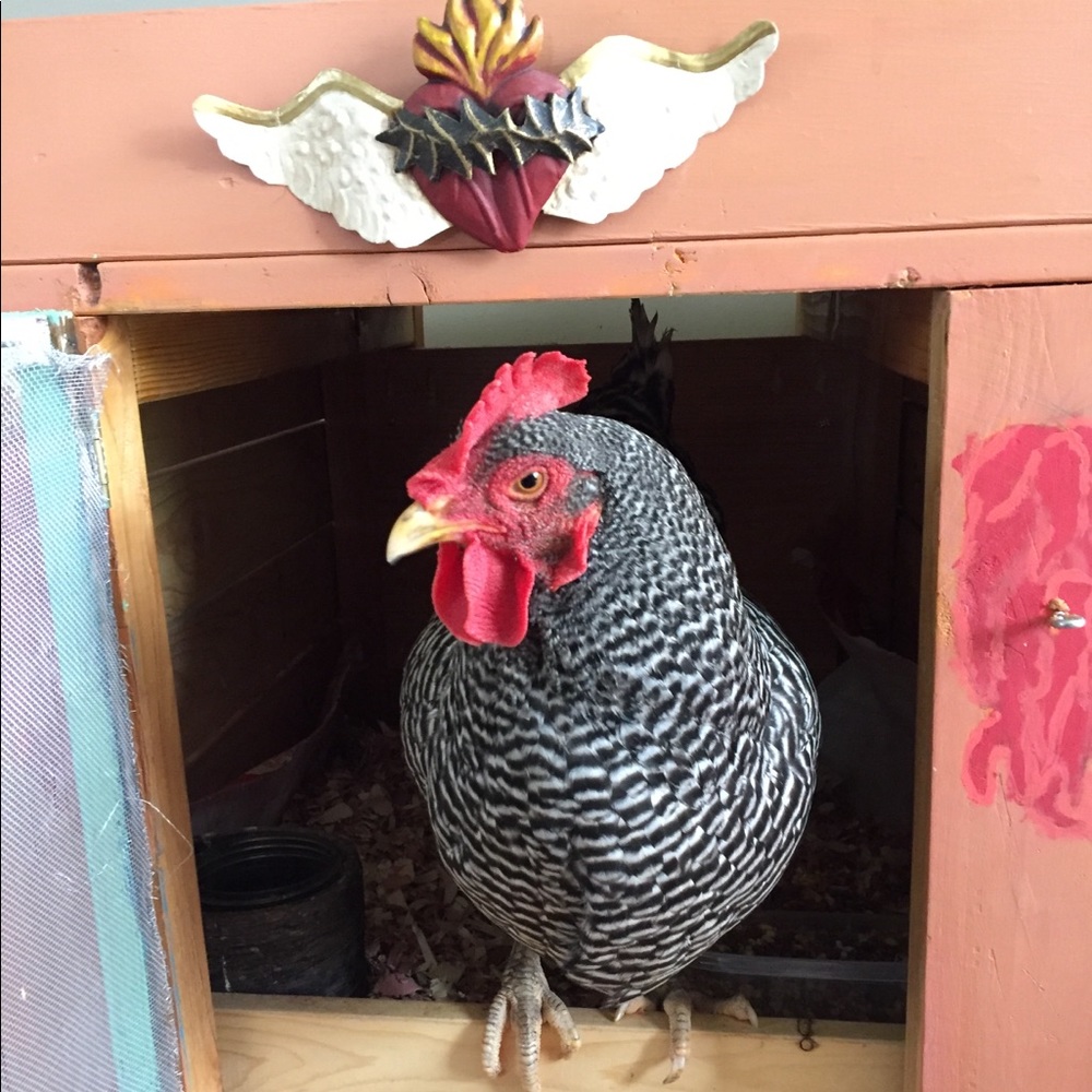 Nat & Miss. Tituba, the fortune telling chicken 🔮